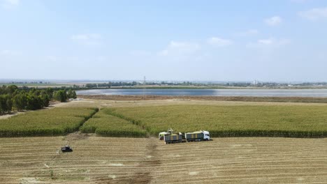 drone shot of green corn harvest for silage. wide view of the field with an irrigation reservoir in the background. a ranger drives fast along the field. agriculture in the jezreel valley