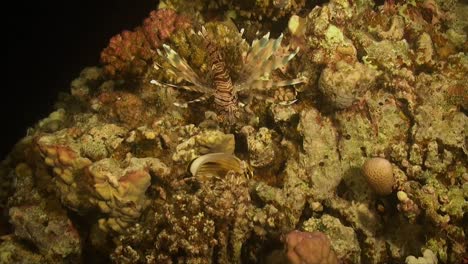 Lionfish-and-butterfly-fish-swimming-over-coral-reef-at-night-in-the-Red-Sea