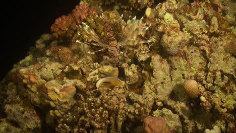 pez león y pez mariposa nadando sobre arrecifes de coral por la noche en el mar rojo