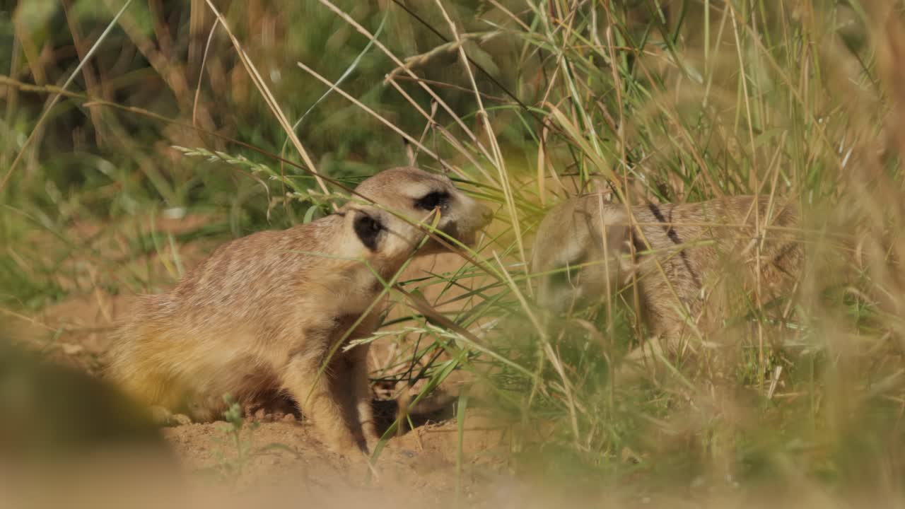 Meerkat (Suricata suricatta) or suricate is a small mongoose found in southern Africa