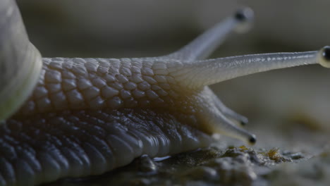 close-up of a snail