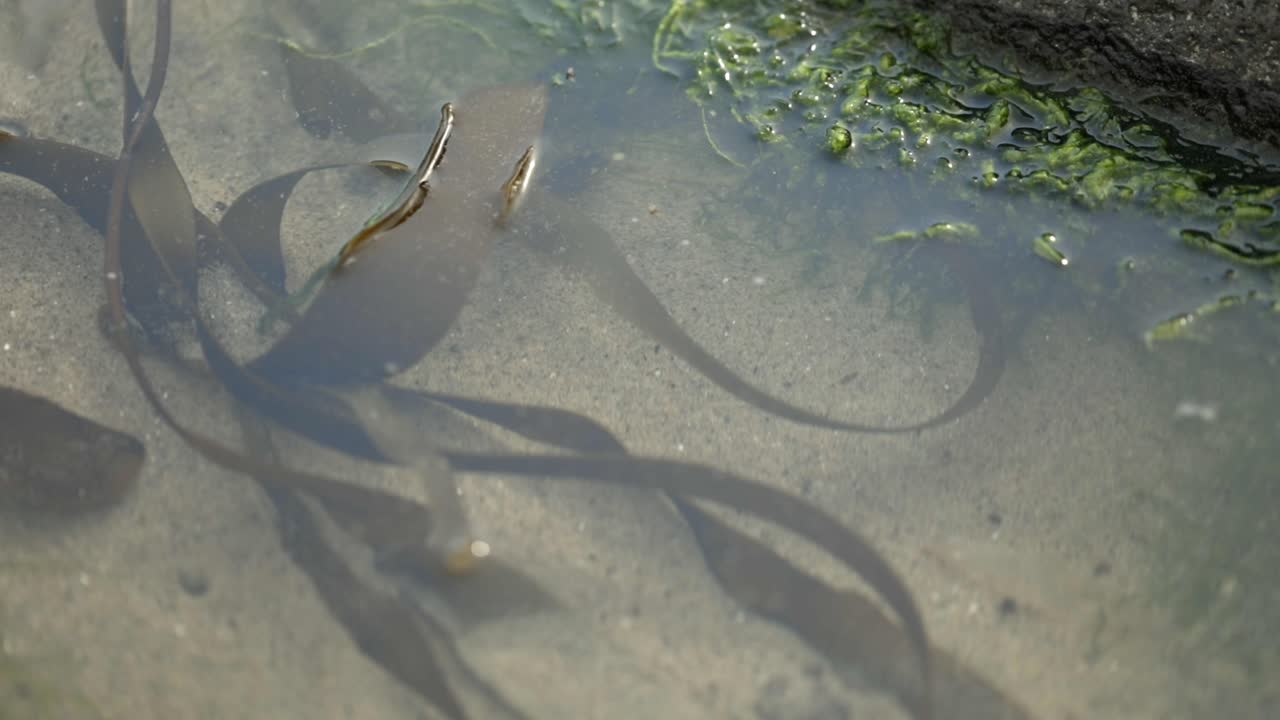 오레곤 해안의 고요한 조수 웅덩이에 있는 다시마