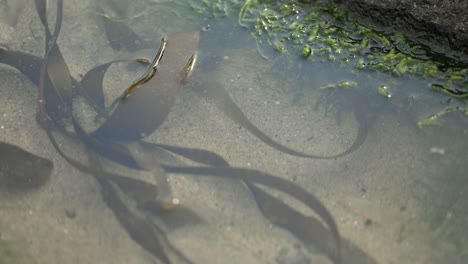 algas en una piscina de marea tranquila en la costa de oregon