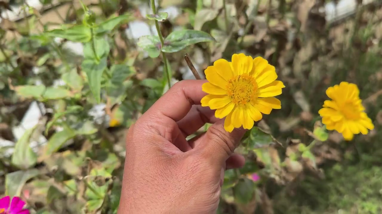 Mano che tiene un fiore di Zinnia giallo vibrante in un giardino