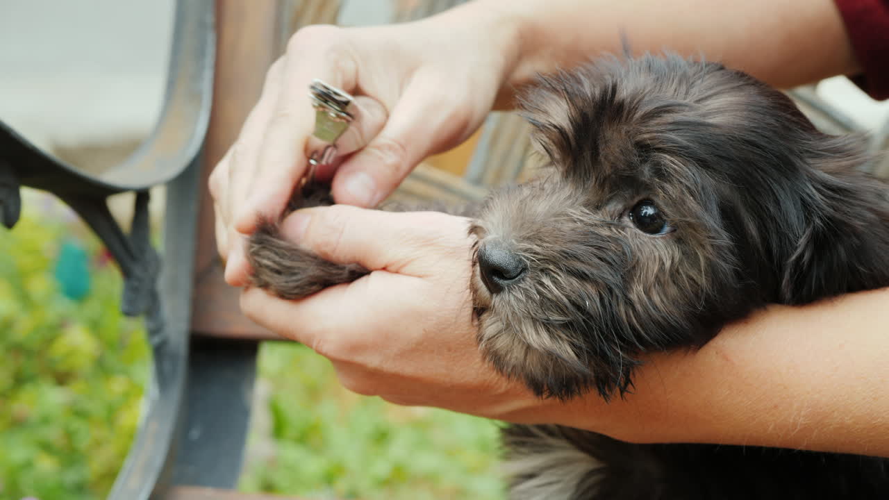 강아지 발톱 다듬기