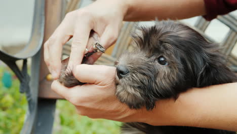 cortar las garras de un cachorro