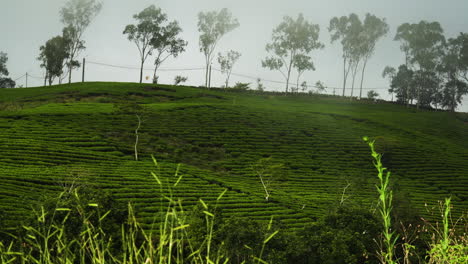 Tea-plantation-with-a-background-of-trees-and-a-light-mist