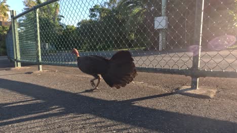 a wild turkey walking near a fence