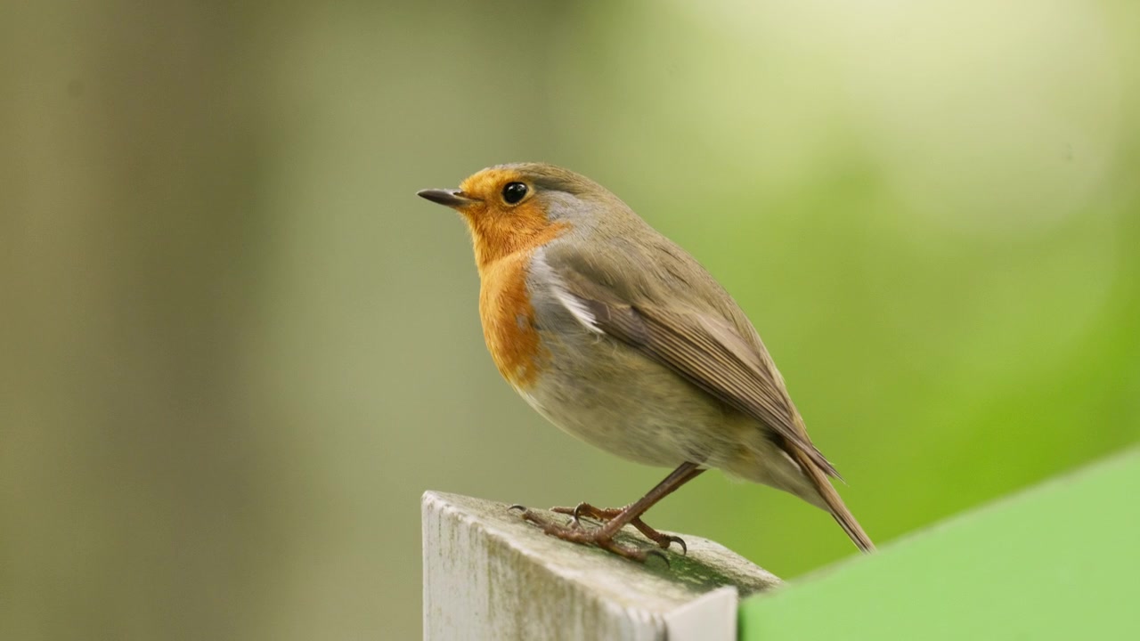 Un rouge-gorge européen se perche calmement sur un poteau en bois dans un cadre de jardin naturel. Idéal pour les thèmes de la faune, de la tranquillité, de la nature, des saisons ou de l'observation des oiseaux dans le jardin.
