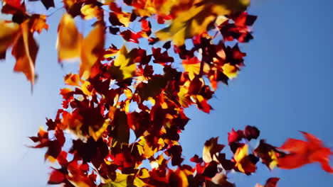 autumn leaves dancing in the wind