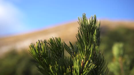 pine branch with needles in foreground, grassy mountain with blue sky in background, morning in mountains