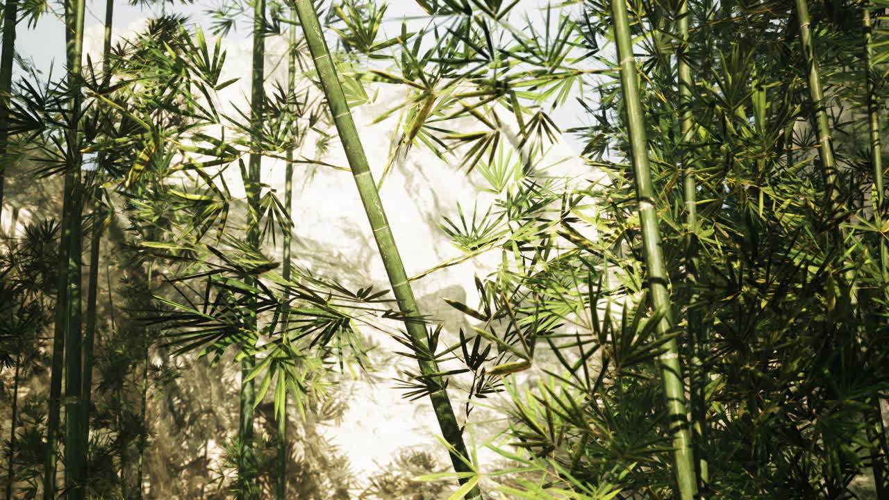 중국 의 산 들 에 둘러싸인 대나무 숲 은 밝은 낮 에