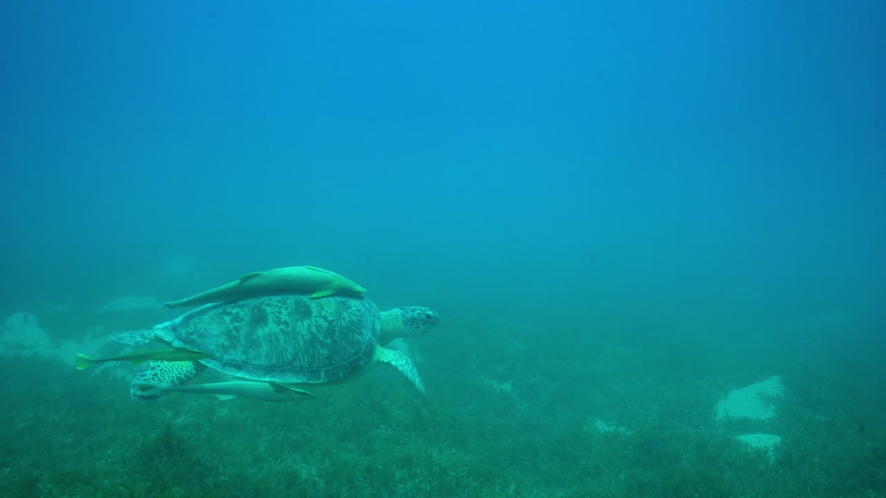 뒷면 에 레모라 나 어리 와 함께 수영 하는 초록색 거북이 - 수중 촬영