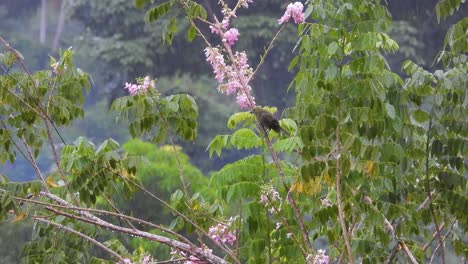 A-bird-alone-perched-in-tropical-rainforest-landscape,-pink-flowers-rain-falling