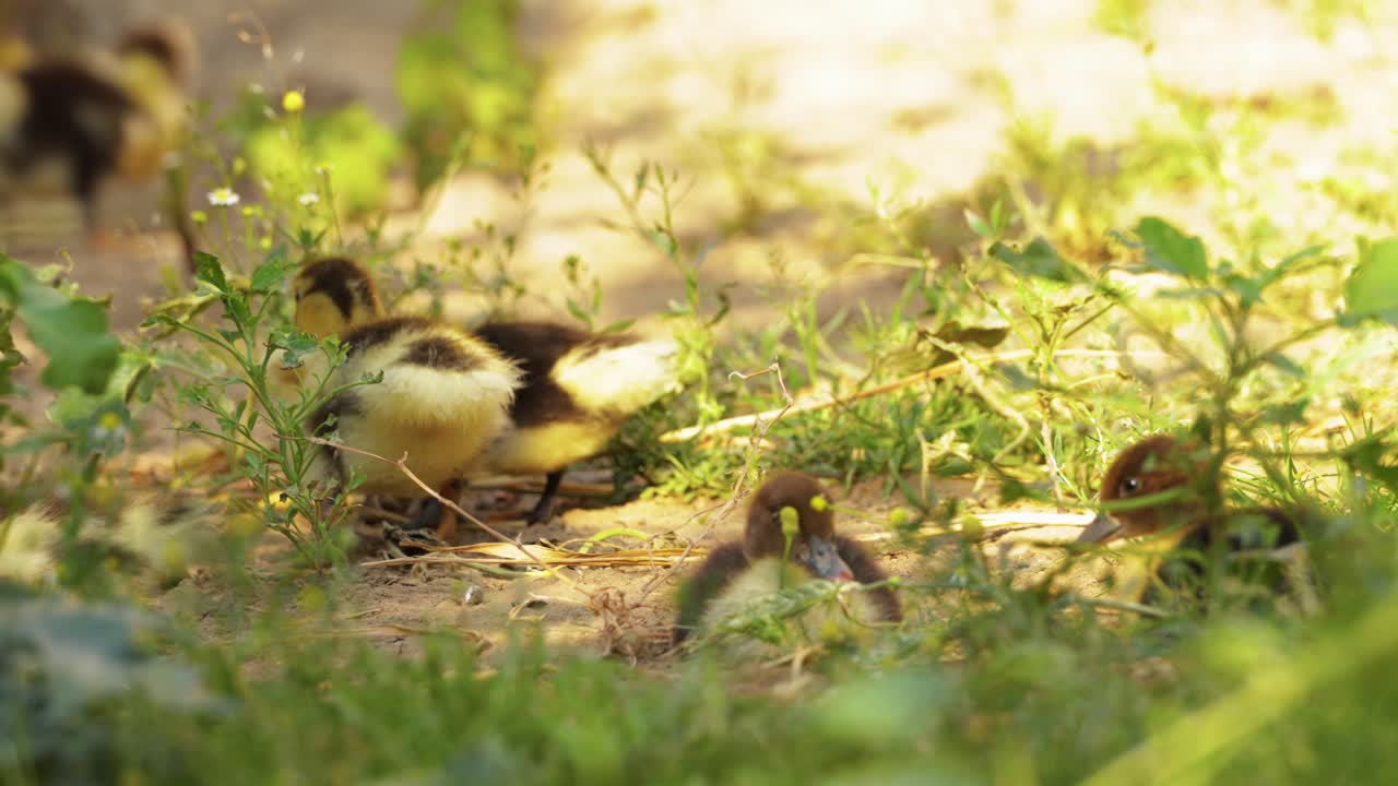 Little Yellow Ducklings Resting In The Yard On The Ground - close up