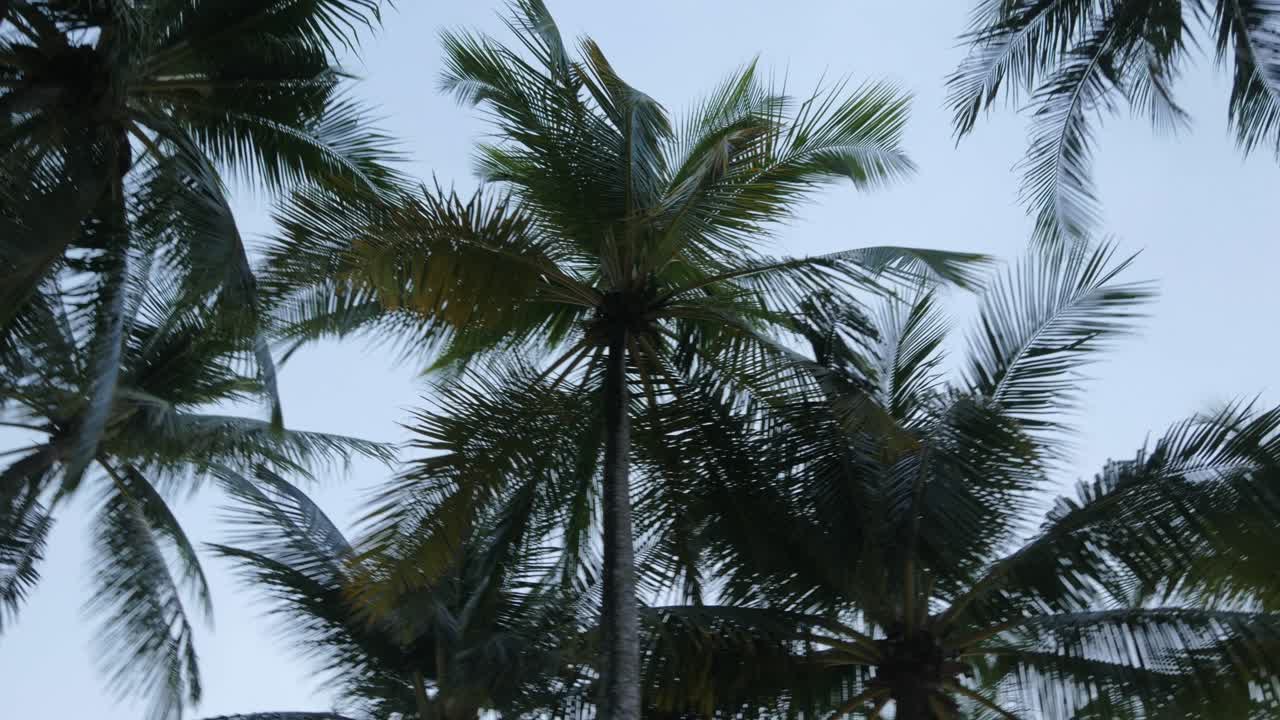 vista de palmeras de coco contra el cielo cerca de la playa en la isla tropical con luz solar a través