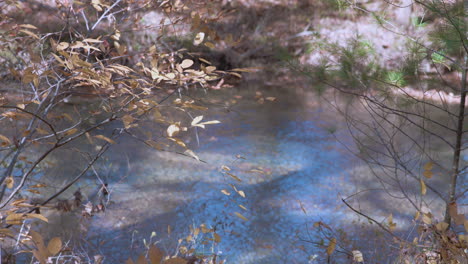 creek in forest with in autumn