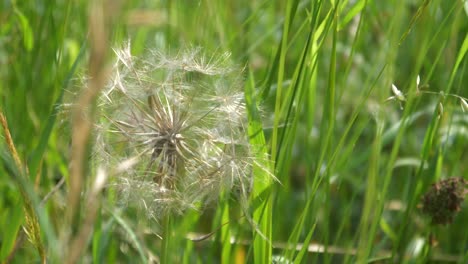 pradera de primer plano en el viento en cámara lenta