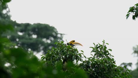 Visto-En-La-Cima-Del-árbol-Y-Luego-Muestra-Su-Cabeza-Mientras-Vuela-Hacia-La-Derecha,-Gran-Cálao-Buceros-Bicornis,-Tailandia