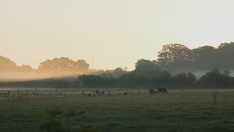 brown and white cows walking and eating across the green field in the early morning while the sunrise creates a light ray through the low hanging fog