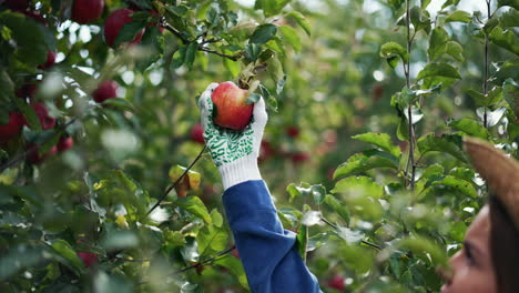 organic ripe apples hanging on the branches among green leaves. woman reaches the apple and picks it with her gloved hand.