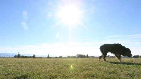 perro de pie en el campo de hierba verde 4k