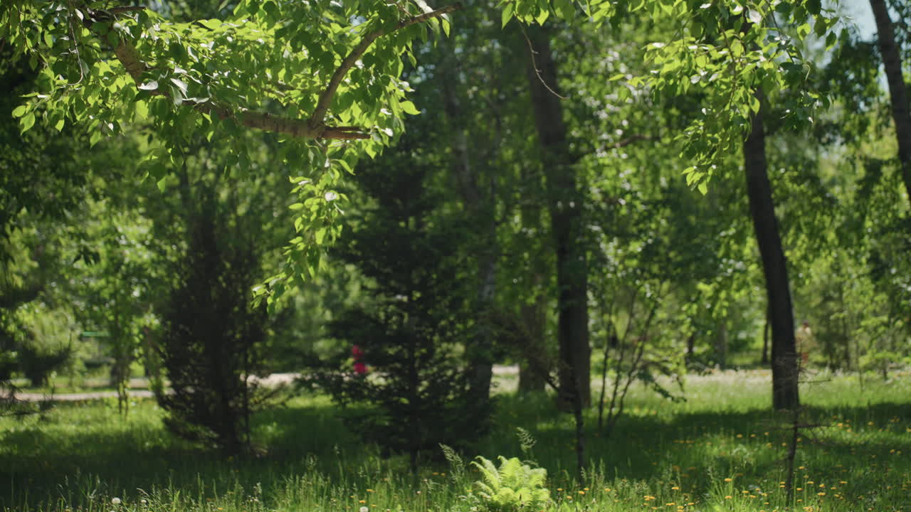 escena frondosa y luminosa, entorno tranquilo de bosque con rayos de sol filtrándose a través de densas ramas y vegetación, espacio natural sereno con claros sombreados y abundante vida vegetal entre altas copas de árboles