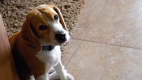 beagle dog licks his nose