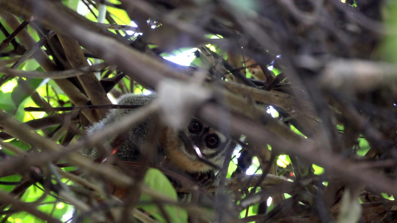 Animale selvatico notturno, la scimmia notturna di Azara, nella giungla pluviale tropicale sudamericana.