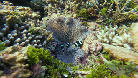 a family of black and white clark's clownfish swims among the sea anemone