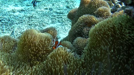 clown fish looking towards the camera - underwater shot