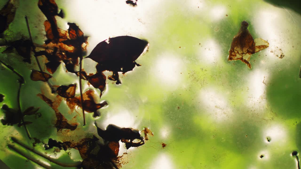 Perspektiv oppover gjennom et gjennomsiktig tak som viser våte blader og myke refleksjoner. Kunstnerisk bokeh og naturmønstre skaper en rolig, abstrakt bakgrunn for kreative videoprosjekter.