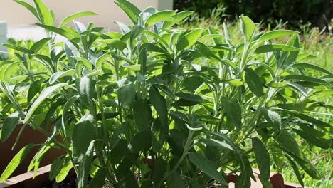 common sage  plant