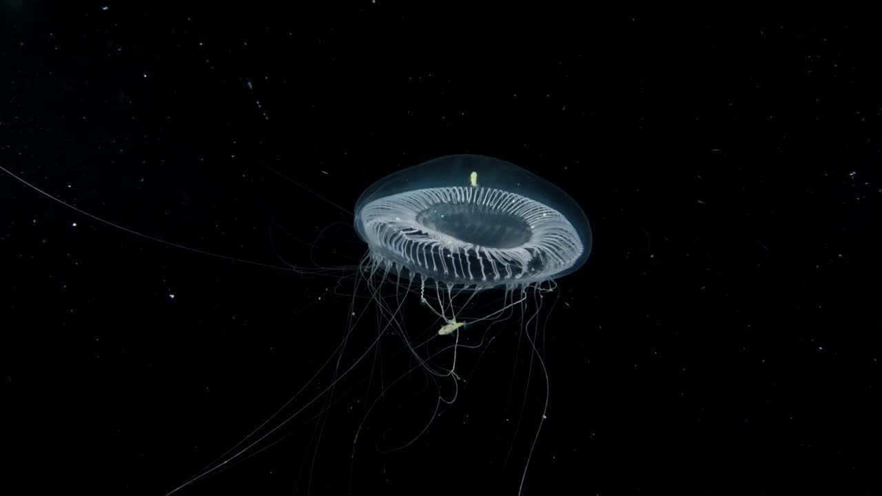 Jellyfish jacks hiding within it, in the Blackwater