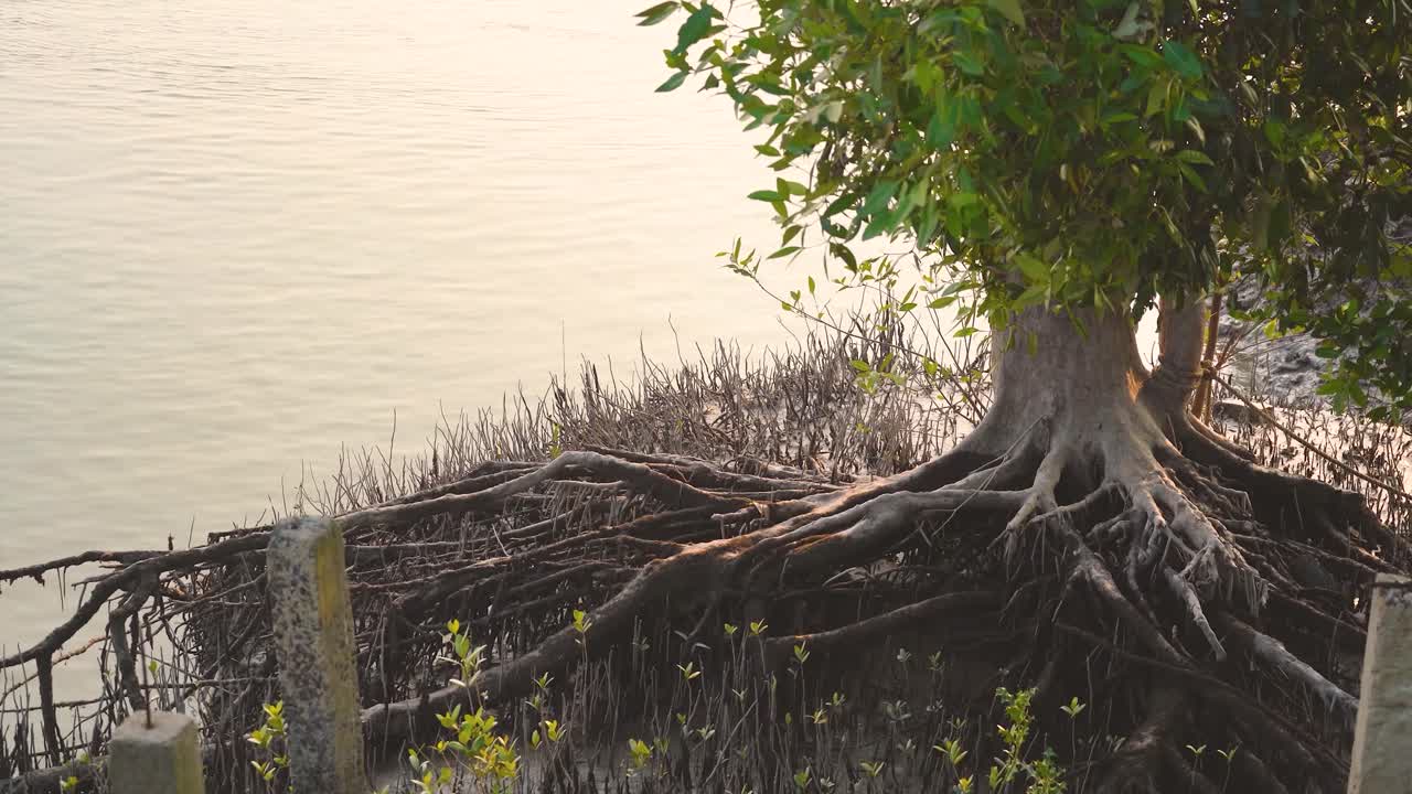 Mangrove tree with roots visible on the river bank of datta river in Bay of Bengal in India