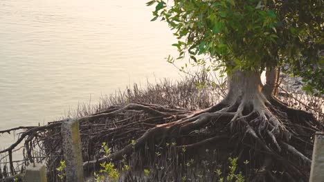 árbol de mangle con raíces visibles en la orilla del río datta en la bahía de bengala en la india
