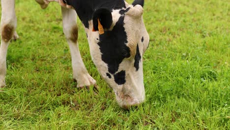 Nahaufnahme-Eines-Holsteinischen-Kuhkopfes,-Der-Auf-Dem-Feld-Mit-Grünem-Gras-Weidet