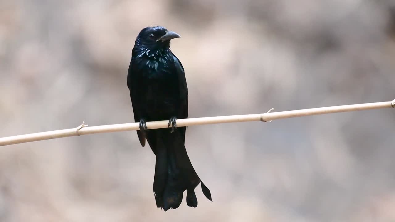 Hårtoppet Drongo er en fugl i Asien fra familien Dicruridae, som tidligere var artsfælle med Dicrurus bracteatus eller Spangled Drongo, hvor det kan være svært at skelne dem fra hinanden.