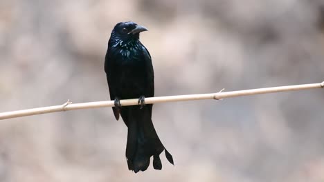 Der-Haarhauben-Drongo-Oder-Ist-In-Asien-Ein-Vogel-Aus-Der-Familie-Der-Dicruridae,-Der-Mit-Dicrurus-Bracteatus-Oder-Spangled-Drongo-Konspezifisch-War,-Bei-Dem-Es-Schwierig-Sein-Kann,-Ihn-Voneinander-Zu-Unterscheiden