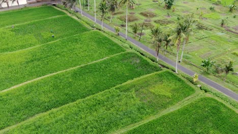 Campos-De-Arroz-Vibrantes-Cerca-De-La-Carretera-Con-Palmeras-Que-Crecen-Cerca,-Vista-De-órbita-Aérea