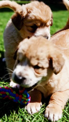 three puppies playing in the grass