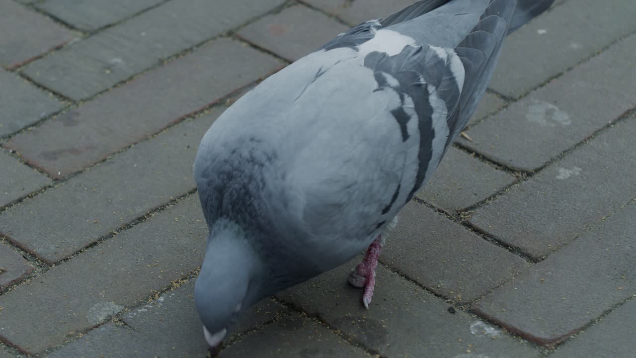 Pigeon bird on the ground and pecking in the dutch city town of Europe Netherlands Rotterdam