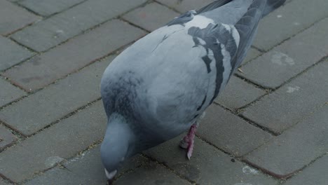 pigeon bird on the ground and pecking in the dutch city town of europe netherlands rotterdam