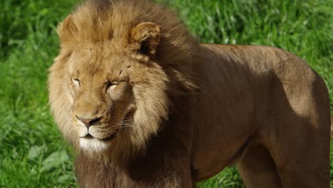 el león macho gira y parpadea a cámara lenta