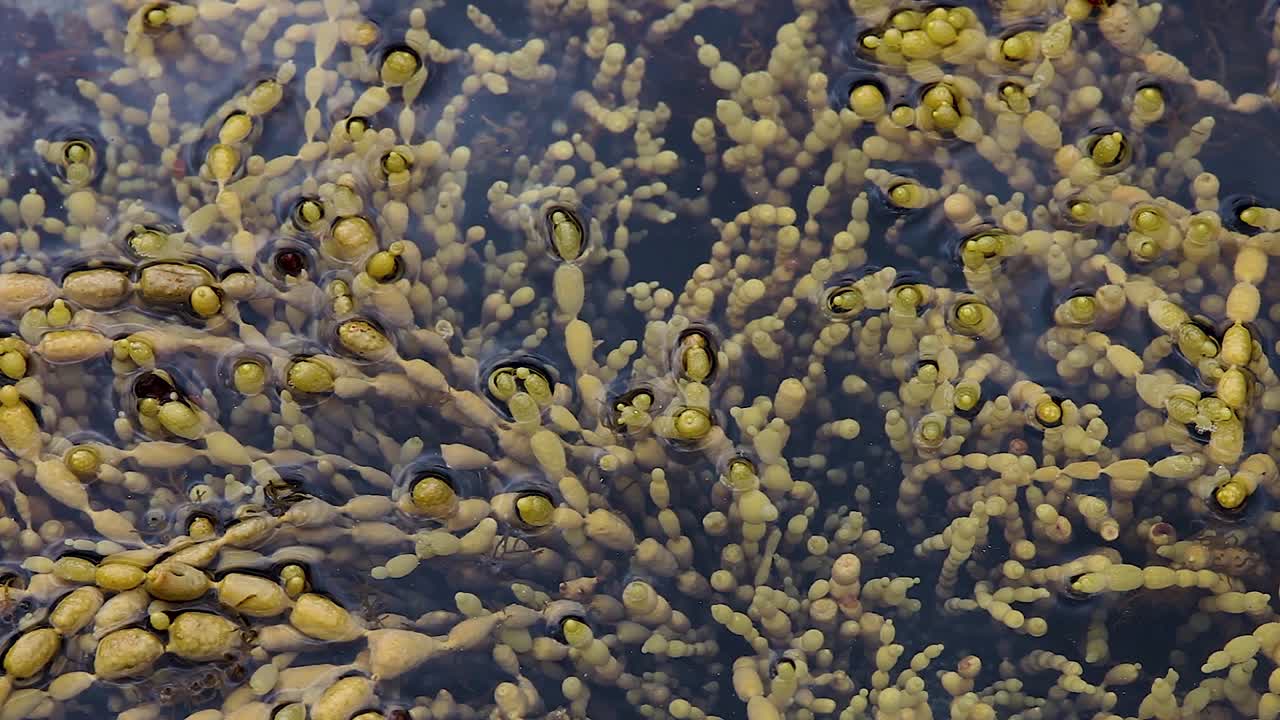 algas hormosira que crecen en piscinas de rocas oceánicas poco profundas