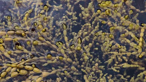 hormosira seaweed growing in shallow ocean rock pool