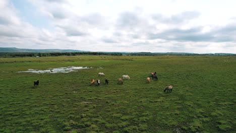 Eine-Herde-Wilder-Islandpferde,-Die-Im-Offenen-Grünen-Gras-Grasen