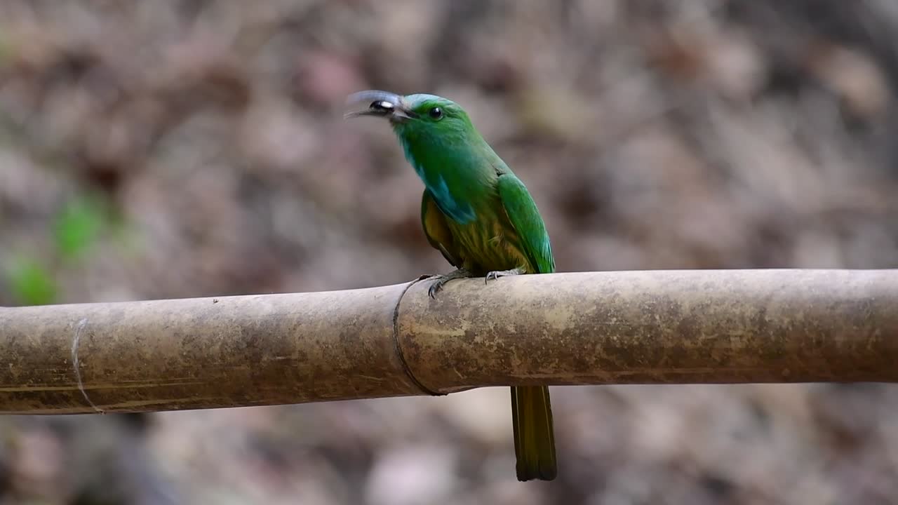 синебородый пчелояд встречается на полуострове малая азия, включая таиланд, на отдельных лесных вырубках