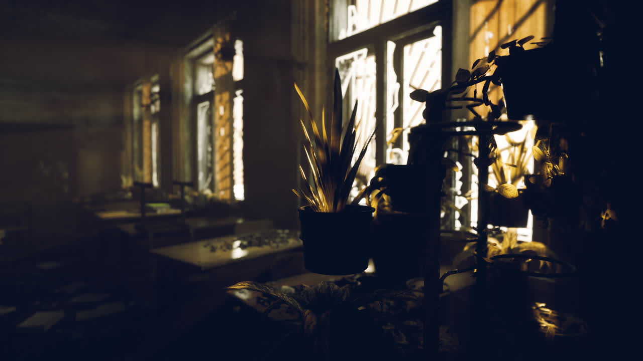 Abandoned room filled with plants casting shadows in dim light