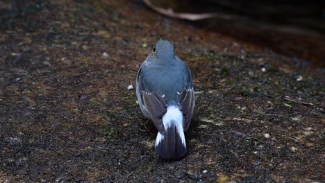 이 암컷 plumbeous redstart는 수컷만큼 화려하지는 않지만 확실히 귀여운 새의 공처럼 푹신합니다.
